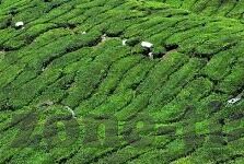 糖心vlog破解版蓝奏云-探索网络安全与尊重版权，以糖心vlog破解版蓝奏云为例的警示